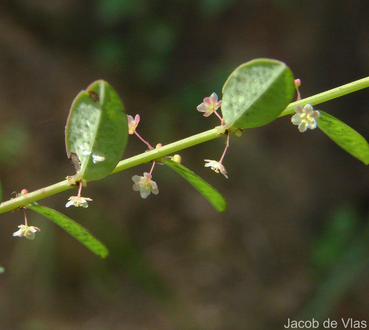 Phyllanthus gardnerianus (Wight) Baill.